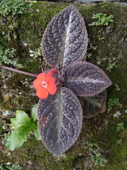 Episcia cupreata