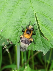 Volucella bombylans