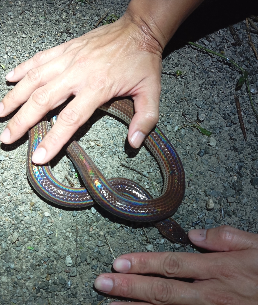 Asian Sunbeam Snake from Suan Phueng, Suan Phueng District, Ratchaburi ...