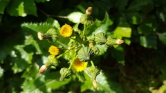 Sonchus asper