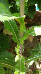 Sonchus asper