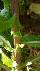 Sonchus asper
