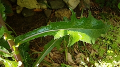 Sonchus asper