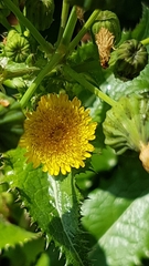 Sonchus asper