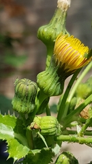 Sonchus asper