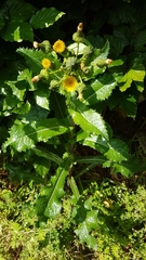 Sonchus asper