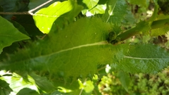 Sonchus asper