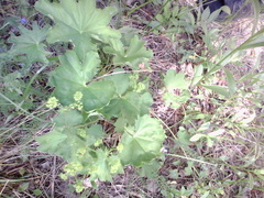 Alchemilla sarmatica
