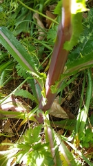 Sonchus asper
