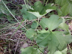 Alchemilla sarmatica