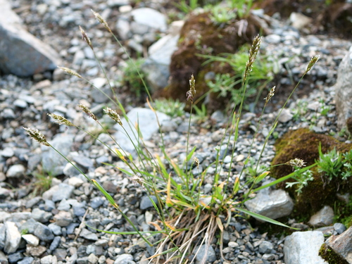 Anthoxanthum nipponicum (Anthoxanthum nipponicum)