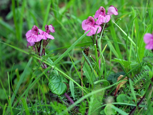 Image of Pedicularis kerneri by (c) Wolfgang Jauch, some rights reserved (CC BY)