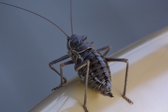 Acanthoplus discoidalis