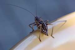 Acanthoplus discoidalis