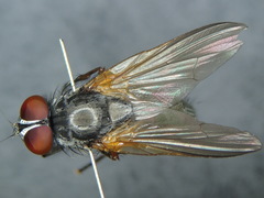 Fannia lustrator