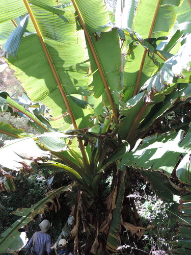 Ensete ventricosum image