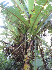 Ensete ventricosum image