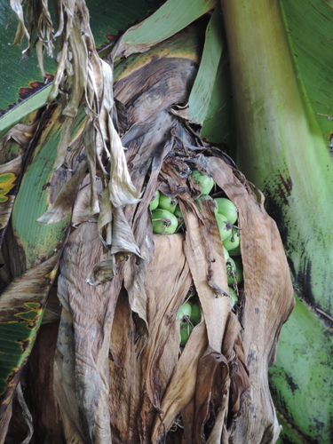 Ensete ventricosum image