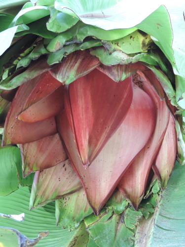 Ensete ventricosum image