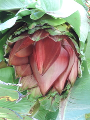 Ensete ventricosum image