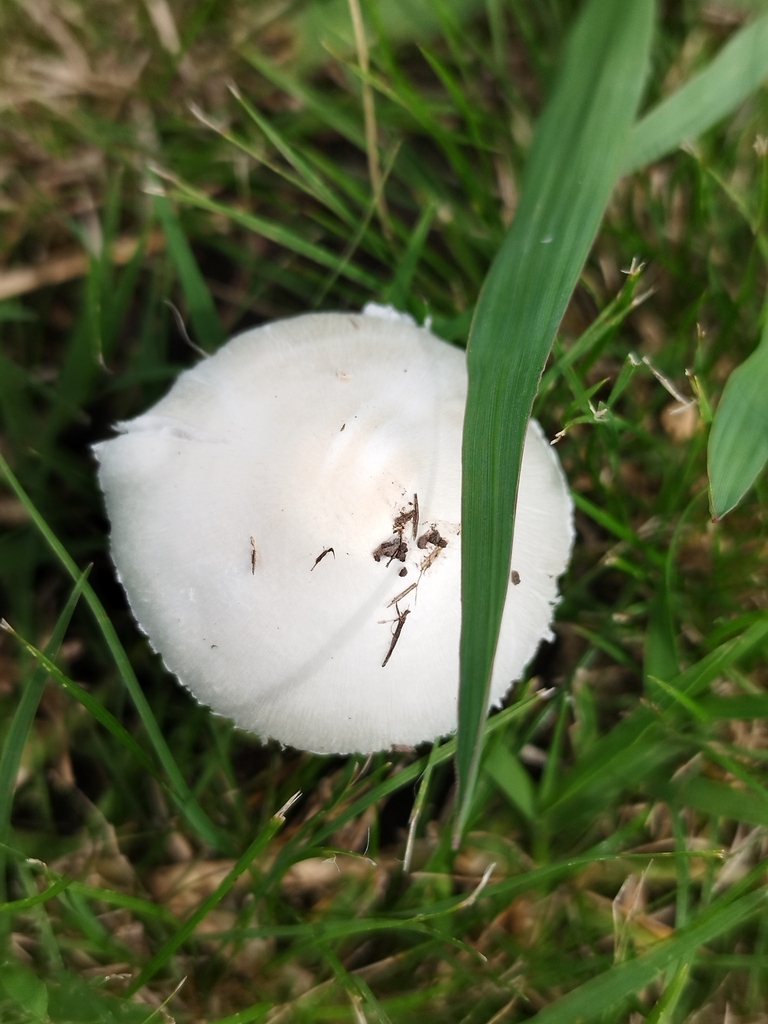 Leucocoprinus leucothites · March 2024 · photo: © seba_fornes (iNaturalist, cc-by)
