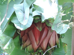 Ensete ventricosum image