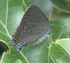 Satyrium edwardsii