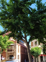 Platanus × hispanica