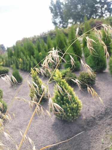 Avena strigosa iNat (1)
