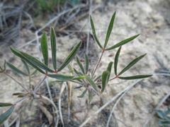 Oxalis adspersa