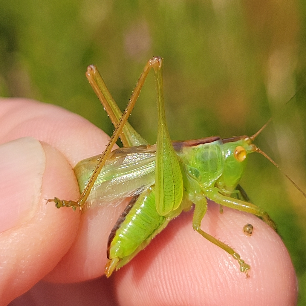Common Meadow Katydid