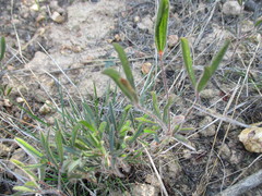 Oxalis adspersa