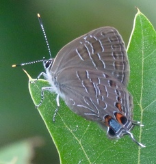 Satyrium liparops