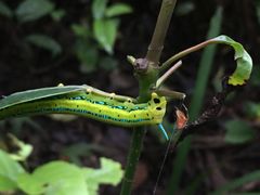 Macroglossum passalus