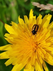 Cryptocephalus vittatus