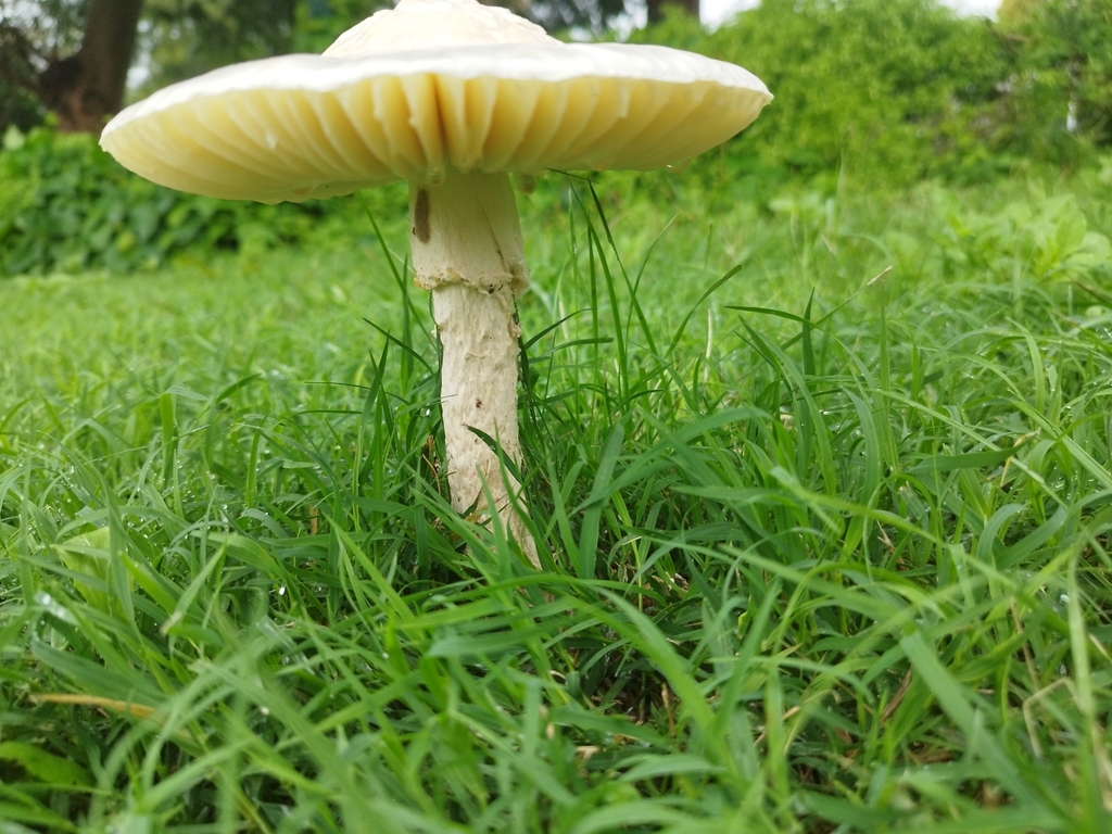 Amanita foetens · March 2024 · photo: © seba_fornes (iNaturalist, cc-by)
