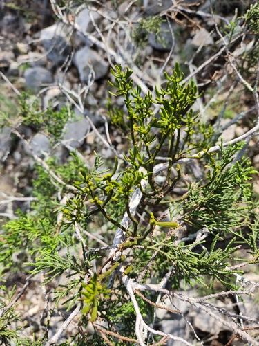Image of Phoradendron hawksworthii by (c) Jo Roberts, some rights reserved (CC BY)
