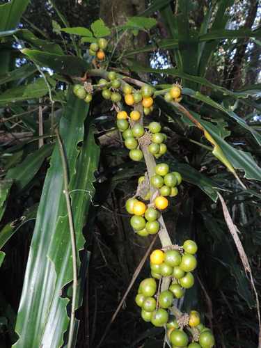 Dracaena fragrans