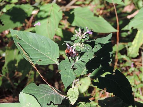 Hypoestes aristata image