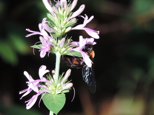 Hypoestes aristata image