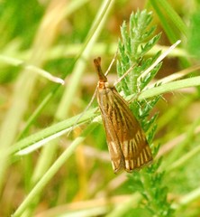 Chrysocrambus linetella
