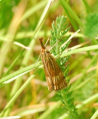 Chrysocrambus linetella