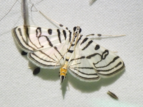 Zebra Conchylodes Moth photo 3