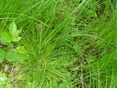 Carex brunnescens sphaerostachya
