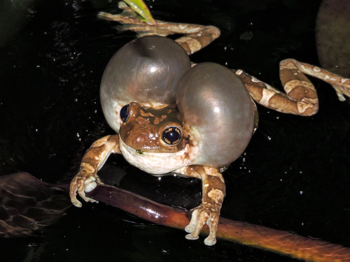 Green Tree Frog (Frog/Toad Species of the Hampton Roads Area) · iNaturalist