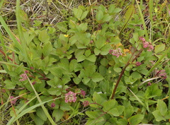 Ligusticum scothicum