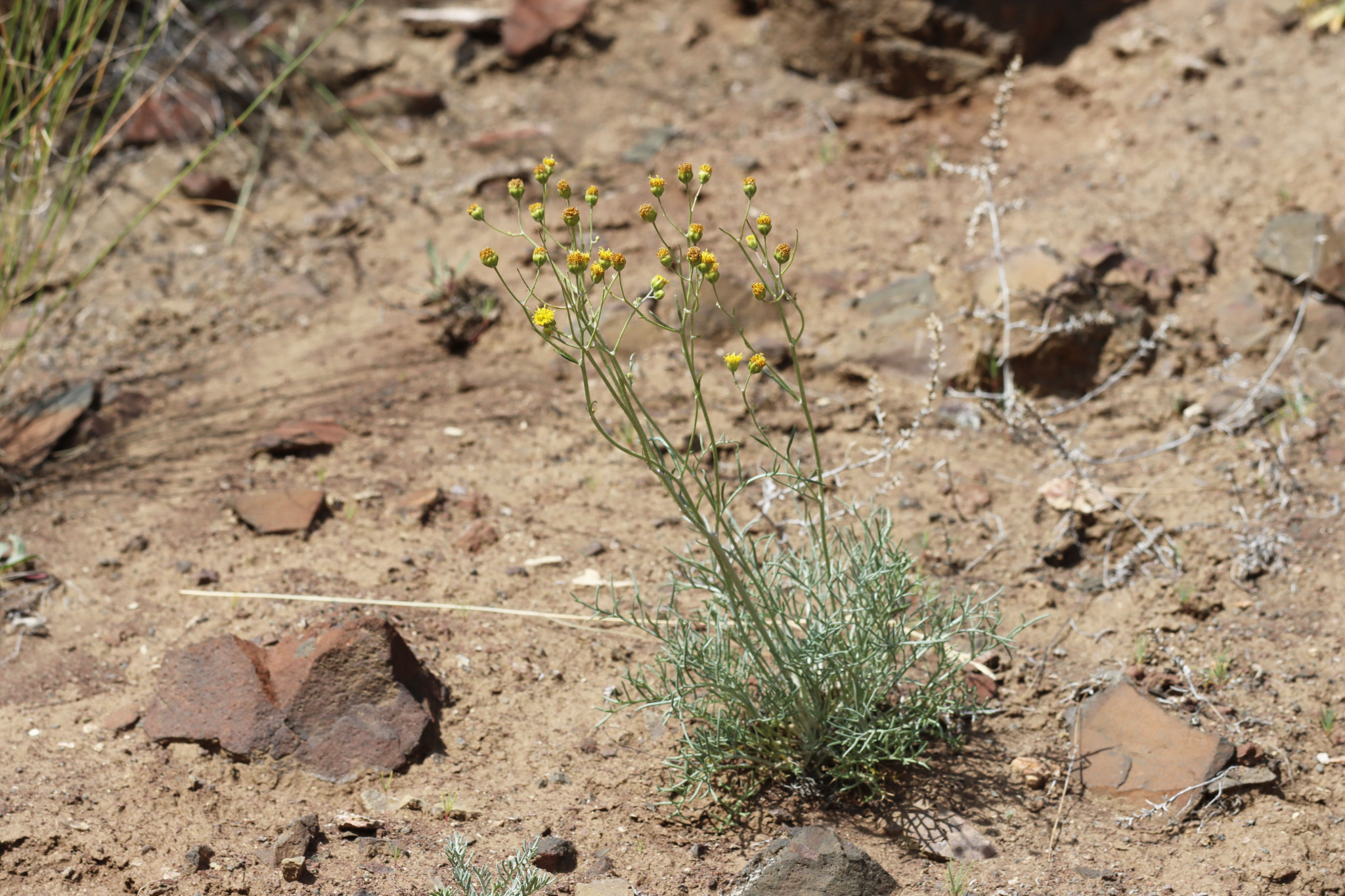 Hymenopappus filifolius var. idahoensis