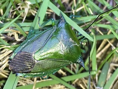 Rhynchocoris longirostris