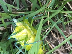 Rhynchocoris longirostris