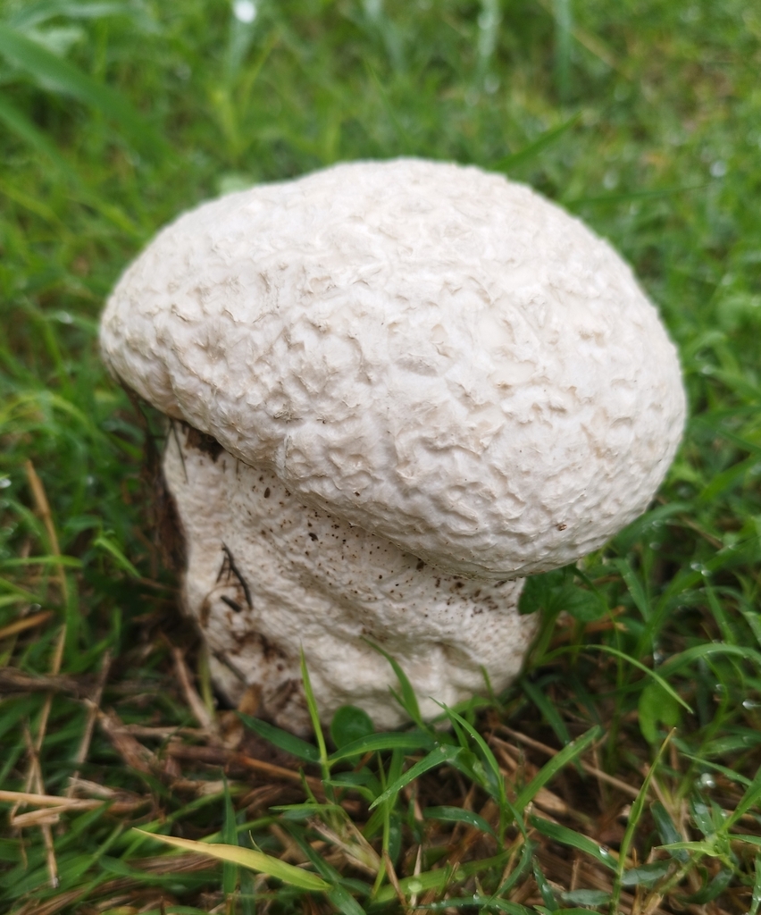 Calvatia cyathiformis · March 2024 · photo: © seba_fornes (iNaturalist, cc-by)